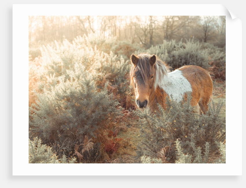 Horse in forest by Assaf Frank
